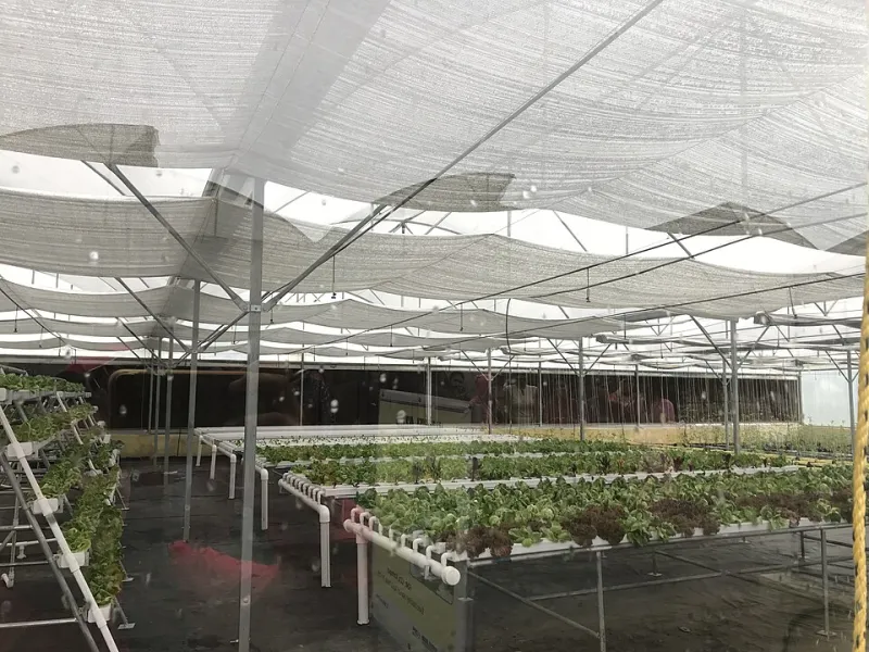 Grow Like You're on Mars: How Kitchen Hydroponics Connects Backyard Gardeners to the Future of Space Farming